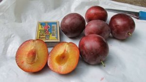 Китайская слива.  Вкус просто бомба. Лучшая из лучших.