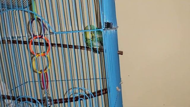 #Говорящийпопугай , как быстро научить попугая говорить, мой опыт/ мой попугай Карен смотреть онлайн