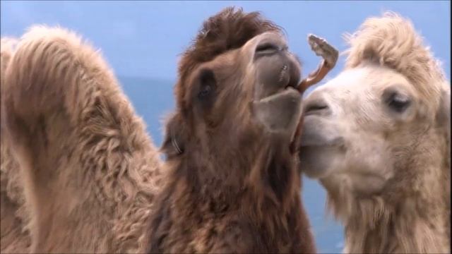 Верблюжья любовь в парке львов "Тайган" смотреть онлайн