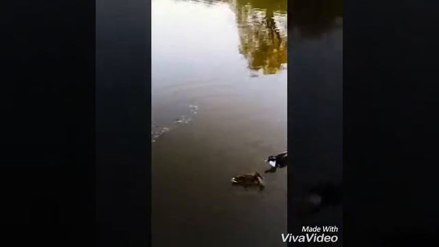 Кто знает подскажите что за птица?))) смотреть онлайн