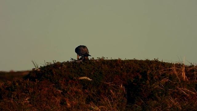 Peregrine falcon,Falco peregrinus,Сапсан,Faucon pèlerin,Slechtvalk,Wanderfalke,nikon coolpix p1000 смотреть онлайн