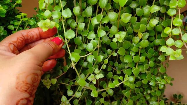 12 ऐसे परमानेंट प्लांट जिनको आप 1 हफ्ते में कटिंग से ग्रो कर सकते हैं l Easy to grow permanent plan смотреть онлайн