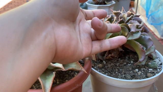 Echeveria Madiba Lowland Care & Tips 💛 Sorry Wala Akong Rooftop & Greenhouse Ito lang Kinaya ✌️✌️✌️ смотреть онлайн