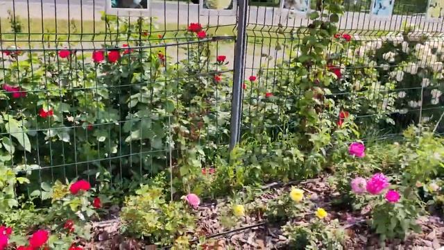 В гостях в садовом центре в Никитском. смотреть онлайн