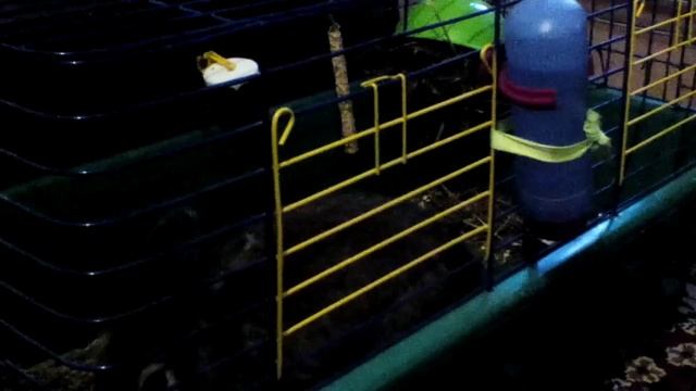 Уход за кроликом и любимые лакомства часть 2?? смотреть онлайн