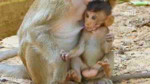 Oh no... Why mum monkey bite baby monkey very hard like, Pitiful baby monkey crying tantrum