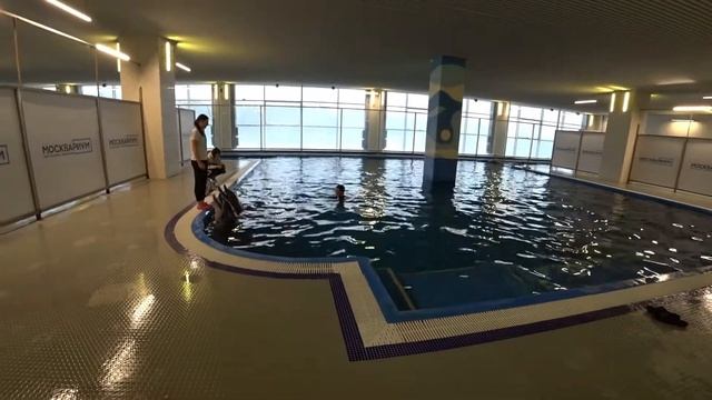 Плавание с дельфинами. Москвариум. смотреть онлайн