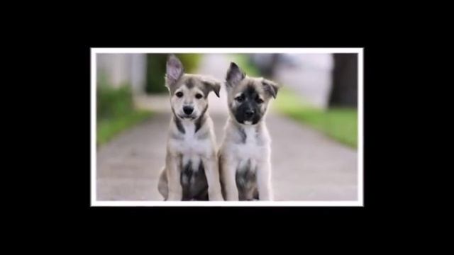 Где лучше купить щенка смотреть онлайн