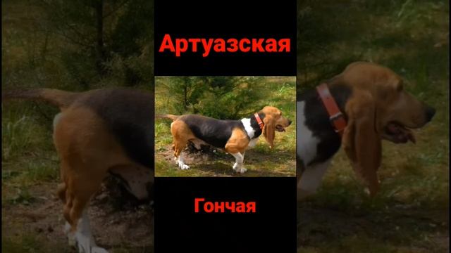 Собака породы Артуазская гончая. Окрасом на Бигля похожа?