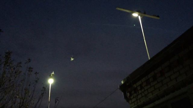 #Pigeon.Совет от Гагика.Бесплатный воздух для голубей. смотреть онлайн