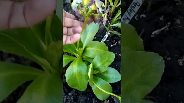 Мини хосты и аурикулы смотреть онлайн