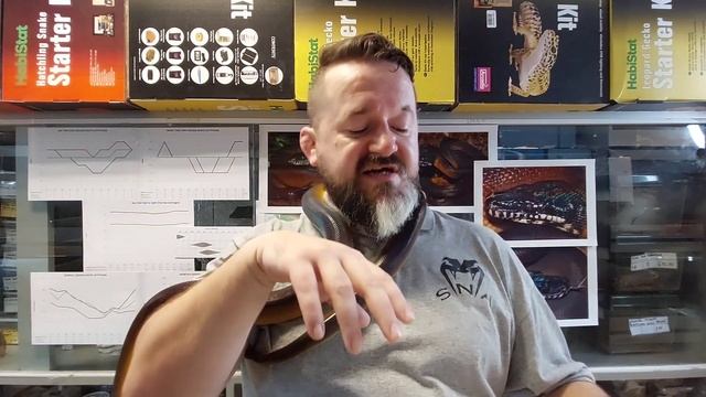 S'N'A Intermediate Series: Episode 31 - Golden White Lip Python (Leiopython albertisii) смотреть онлайн
