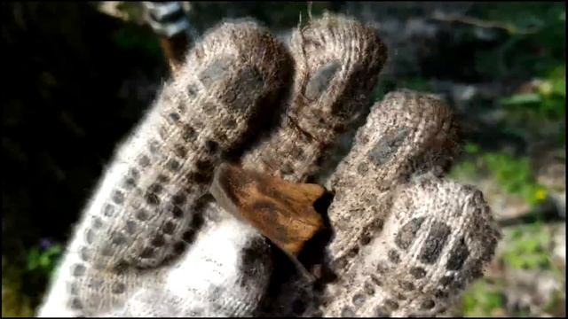 КОШЕЛЬКИ МОНЕТ! ВОТ ЧТО МОЖНО НАЙТИ, ЕСЛИ КОПАТЬ В КОРНЯХ ДЕРЕВЬЕВ! МЕДЬ СЕРЕБРО ЗОЛОТО ПАРТИИ. КОП смотреть онлайн