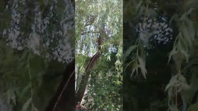 ОПТИНА ПУСТЫНЬ...
На месте гибели иеромонаха Василия (Рослякова) смотреть онлайн