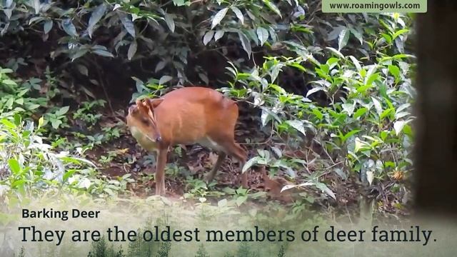 Barking Deer / Indian Muntjac (Muntiacus muntjak) - Facts and Details смотреть онлайн
