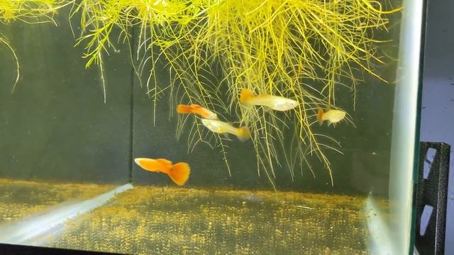 New Roebuck Red Guppies, Longfin White Cloud Breeding, New Wall! Day In The Fish Room #17 смотреть онлайн