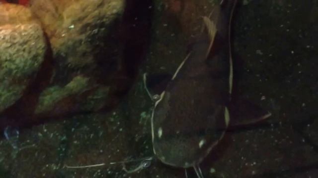 Сом. Самые большие сомы в мире. Animals & Fish