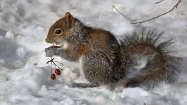 Животные зимой