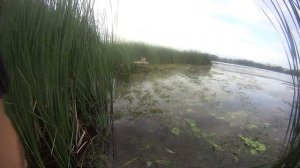 Ловля линя на вершу.