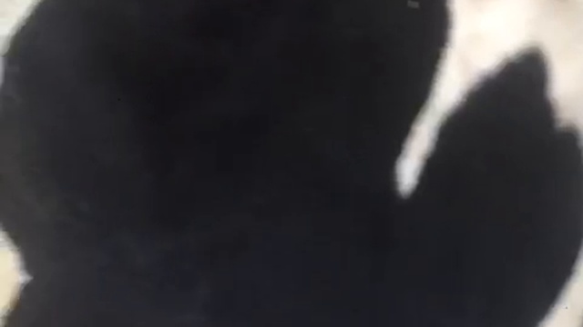 Черно-пестрые красавицы нетели смотреть онлайн