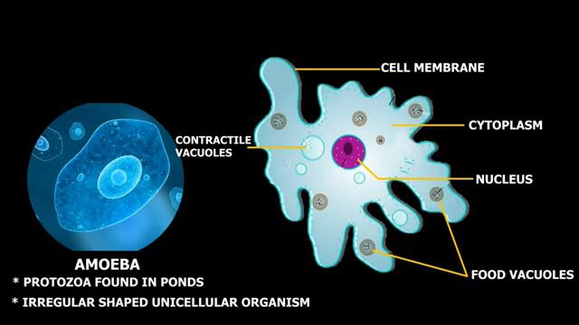 Structure of Amoeba смотреть онлайн