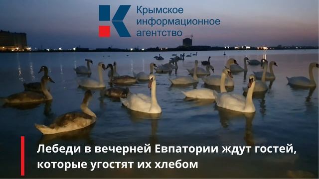 Лебеди смотреть онлайн