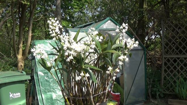 Dendrobium delicatum смотреть онлайн