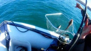 Открытие сезона, ловля Минтая бухта Авангард.