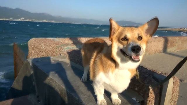 Корги пемброк на берегу черного моря смотреть онлайн