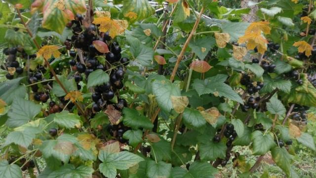 Урожай смородины будет зашкаливать, если будете знать правила ухода