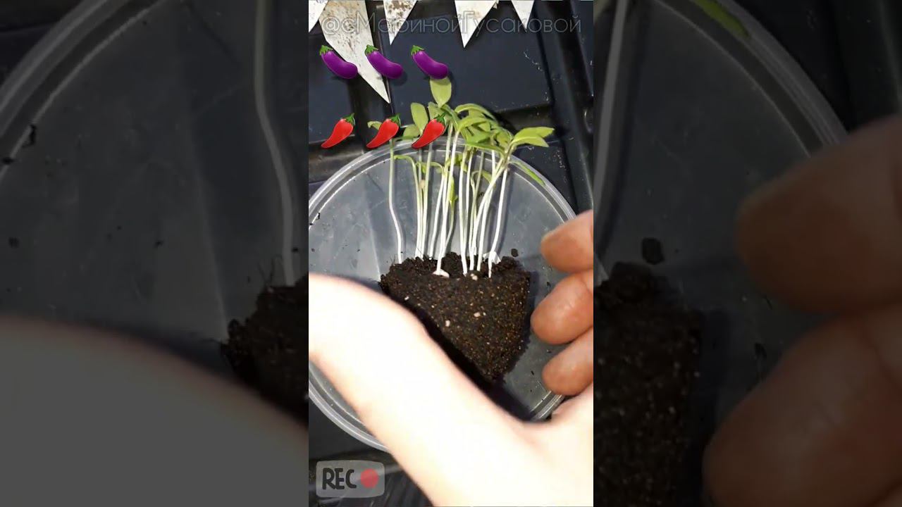 ПИКИРОВКА РАССАДЫ на 16-ый день от посева БАКЛАЖАНЫ и ПЕРЕЦ сладкий #рассада #перец #баклажаны смотреть онлайн