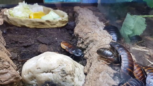 Die Geräusche Der Madagaskar-Fauchschabe Gromphadorhina Portentosa #Schabe #Blaberidae #LoveNature