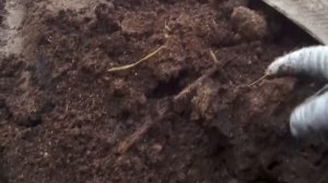 Компост из куриного помета с опилками.