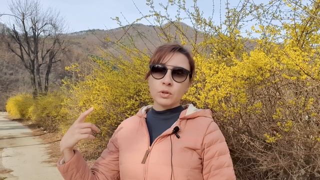 ЧТО У КОРЕЙЦЕВ ВМЕСТО ДАЧИ ► Безопасно ли быть на даче? смотреть онлайн