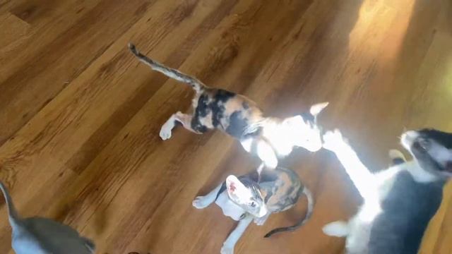 Разновидность шерсти у донских сфинксов #sphynx #котята #sphynxcat #cattery #донскойсфинкс #коты смотреть онлайн