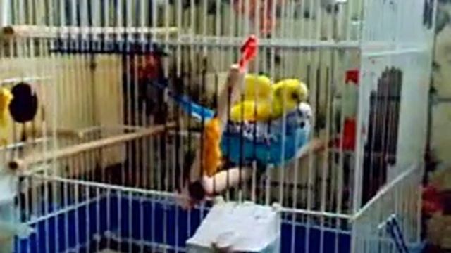 ЛЮБОВНЫЕ ИГРЫ ВОЛНИСТЫХ ПОПУГАЕВ смотреть онлайн