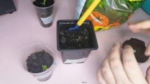 СПАСАЮ  ПЕТУНИЮ/ЧТО ДЕЛАТЬ ЕСЛИ ПЕТУНИЯ НЕ РАСТЕТ/НА ДАЧЕ У КАТИ