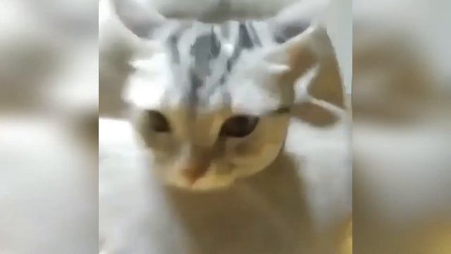 Кот как на подиуме, приколы с животными