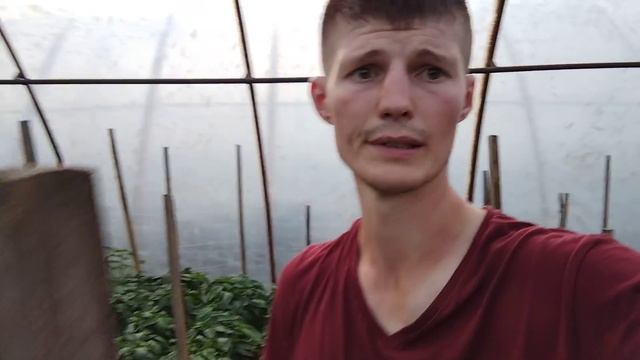 Перець Геркулес на осінь смотреть онлайн