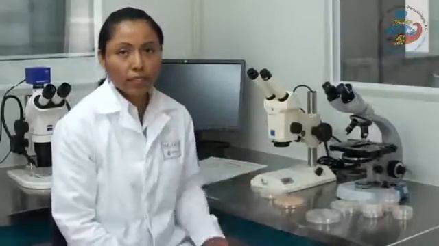 Características morfólogicas de Fusarium spp y diversidad de estructuras de reproducción de hongos. смотреть онлайн