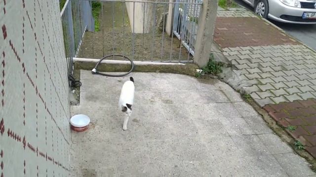 Стамбулький ПашА. Стоит позвать - тут как тут. #животные #kedi #gatti смотреть онлайн