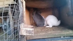 Случка кроликов . Как понять что крольчиха покрыта ??