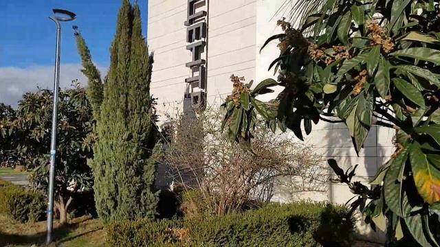 СОЧИ ? МИМОЗА ЗИМОЙ !!! Субтропический рай в отдельно взятом городе смотреть онлайн