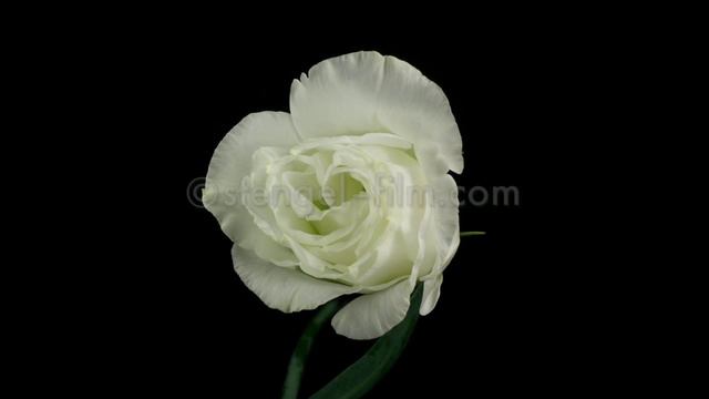 Lisianthus Erblüht In Zeitraffer / Eustoma (lisianthus) Blooming In Timelapse