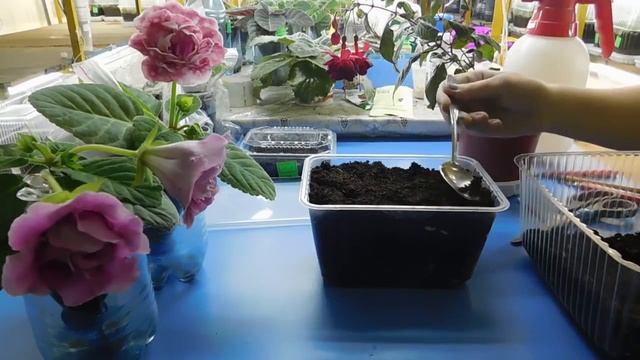 ЧТОБЫ КОШКИ НЕ ПОРТИЛИ ЦВЕТЫ ! ТРАВА ДЛЯ КОШЕК ! смотреть онлайн