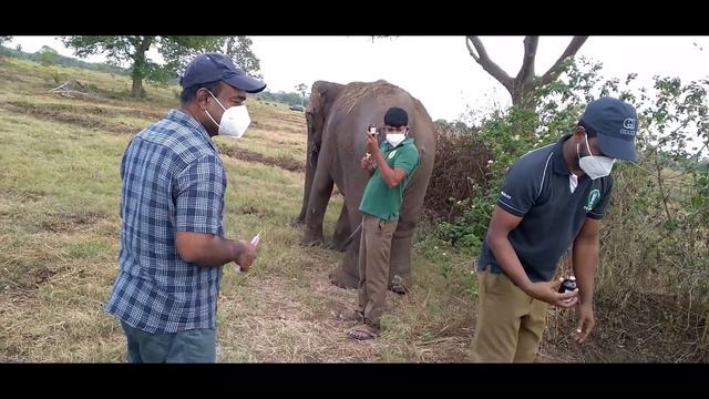 Fate of injured Elephant became more miserable with umbilical hernia in the stomach смотреть онлайн