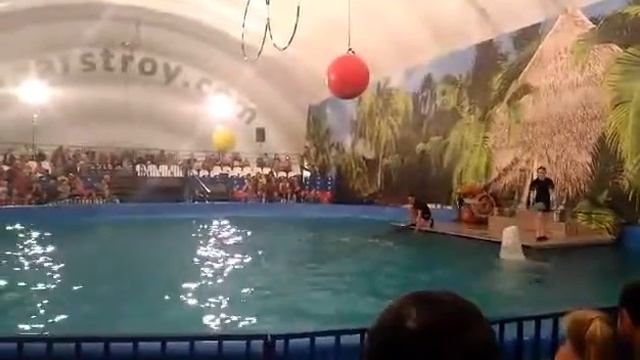 Кубинские дельфины и северный кит-игра в мячики смотреть онлайн