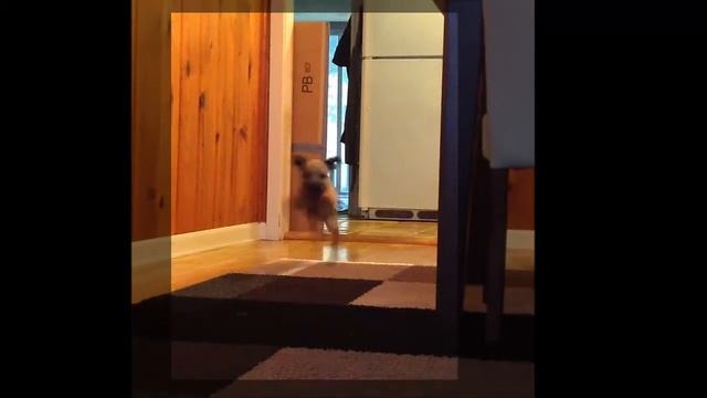 Toaster on the Run смотреть онлайн