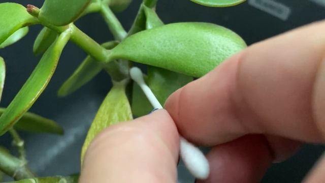 Succulent Propagation: Kalanchoe Tomentosa 