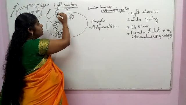 Photosynthesis In Higher Plants Session 3 NEET Biology Classes In Malayalam (Sumi) смотреть онлайн
